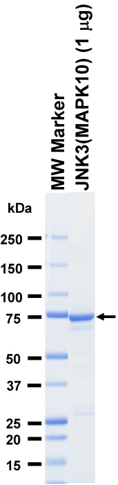 The purity was assessed by SDS-PAGE/CBB staining.